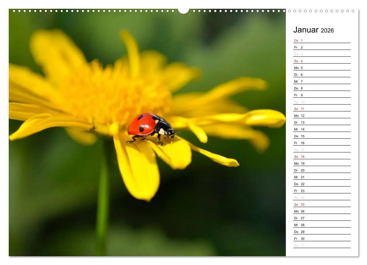 Bild: 9783516180954 | Marienkäfer 2026 (hochwertiger Premium Wandkalender 2026 DIN A2...