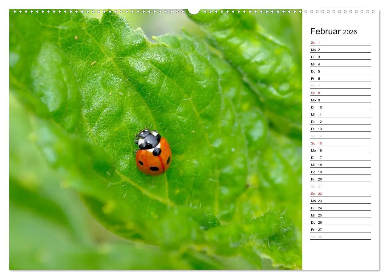 Bild: 9783516180954 | Marienkäfer 2026 (hochwertiger Premium Wandkalender 2026 DIN A2...
