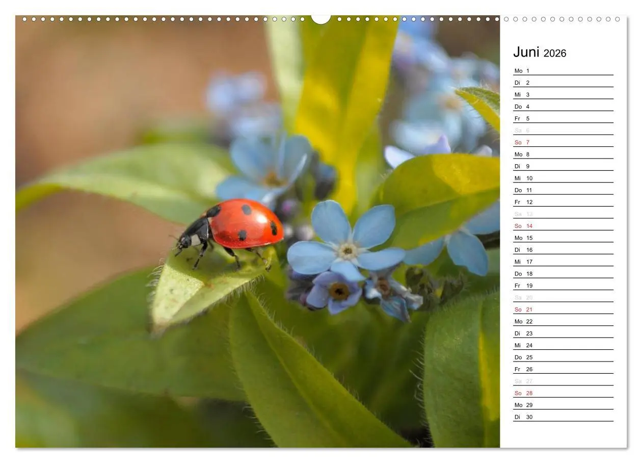 Bild: 9783516180954 | Marienkäfer 2026 (hochwertiger Premium Wandkalender 2026 DIN A2...