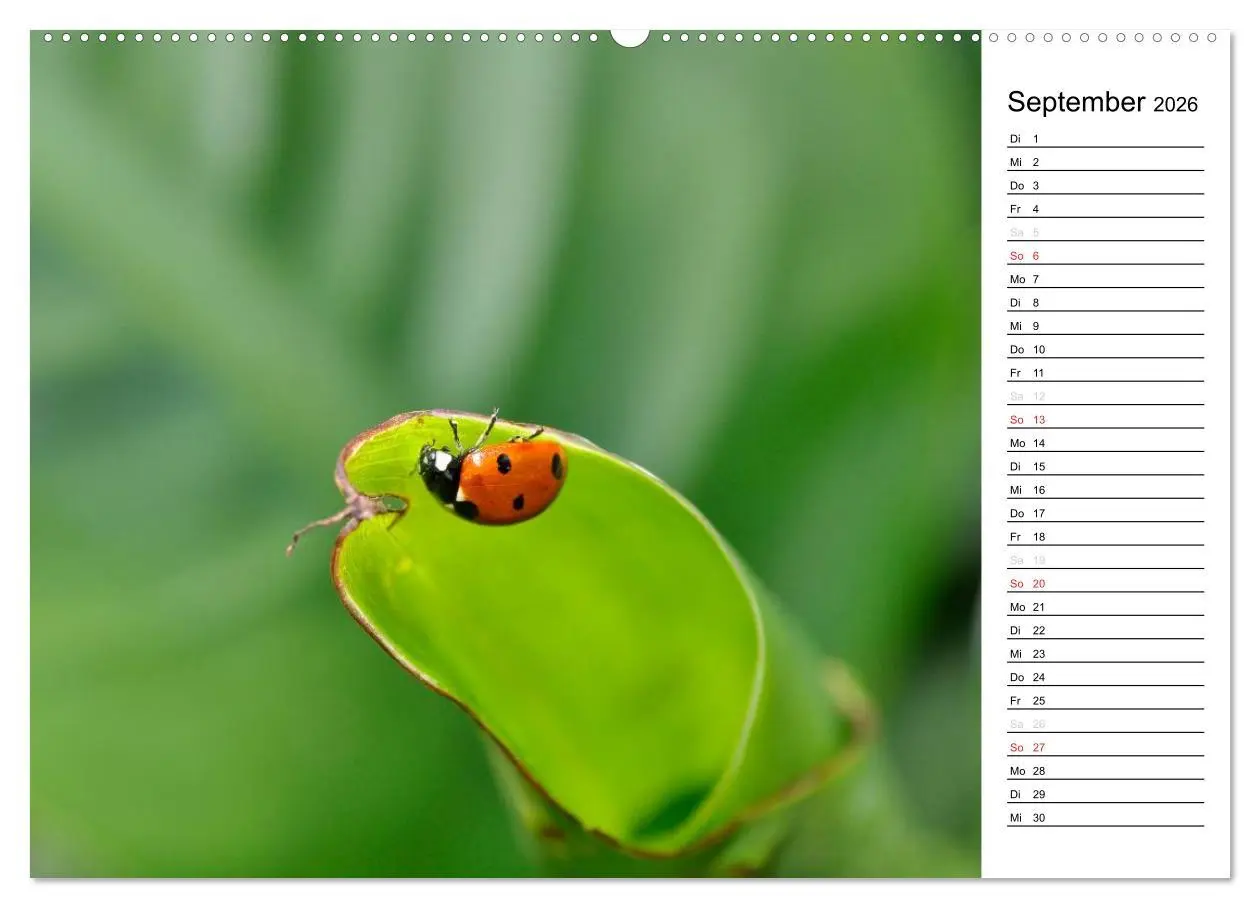 Bild: 9783516180954 | Marienkäfer 2026 (hochwertiger Premium Wandkalender 2026 DIN A2...