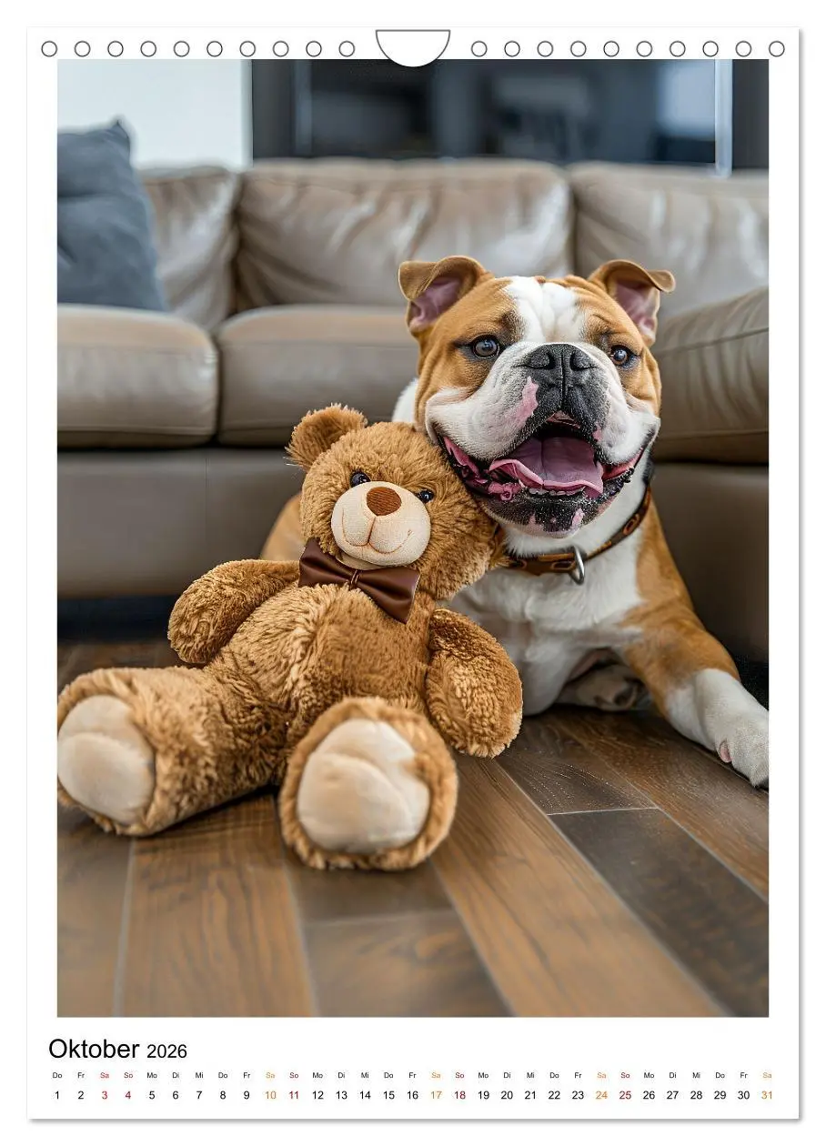 Bild: 9783516250954 | Englische Bulldogge - sanfter Kumpel (Wandkalender 2026 DIN A4...