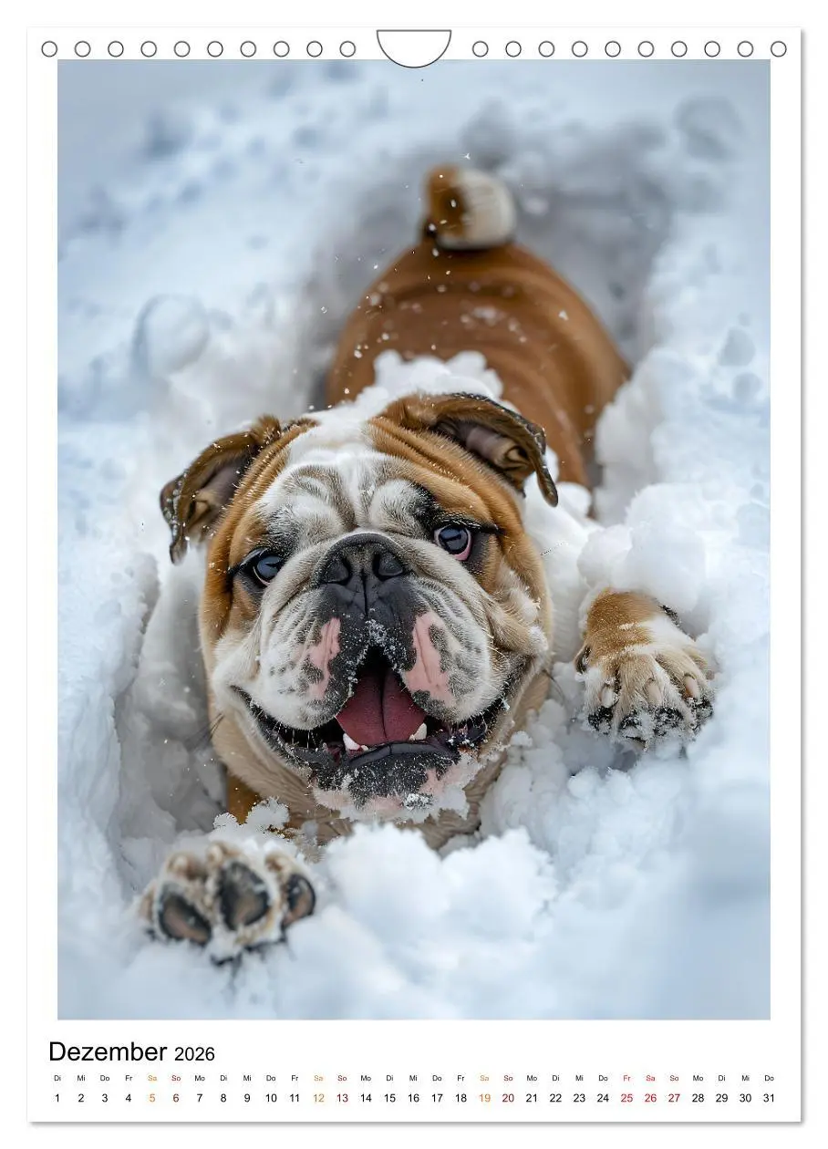 Bild: 9783516250954 | Englische Bulldogge - sanfter Kumpel (Wandkalender 2026 DIN A4...