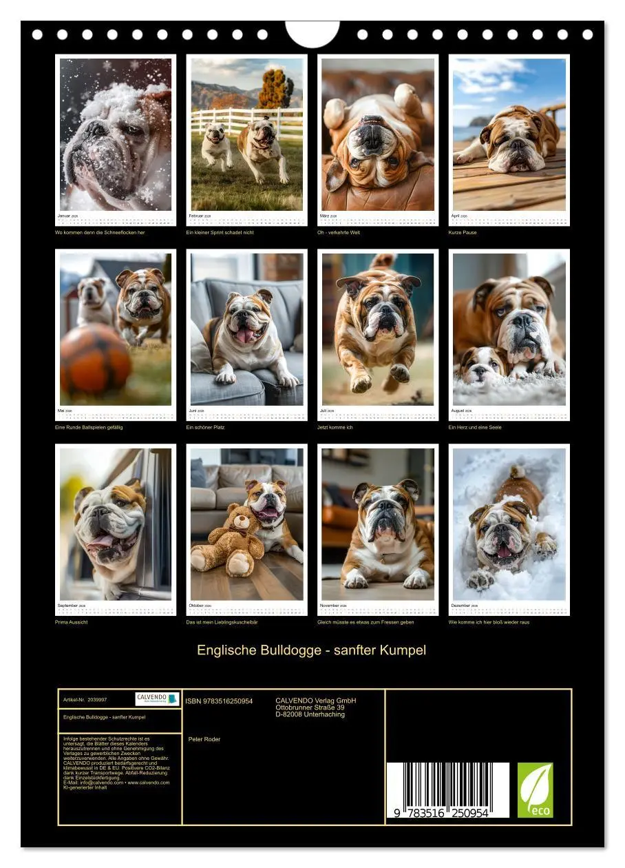 Bild: 9783516250954 | Englische Bulldogge - sanfter Kumpel (Wandkalender 2026 DIN A4...