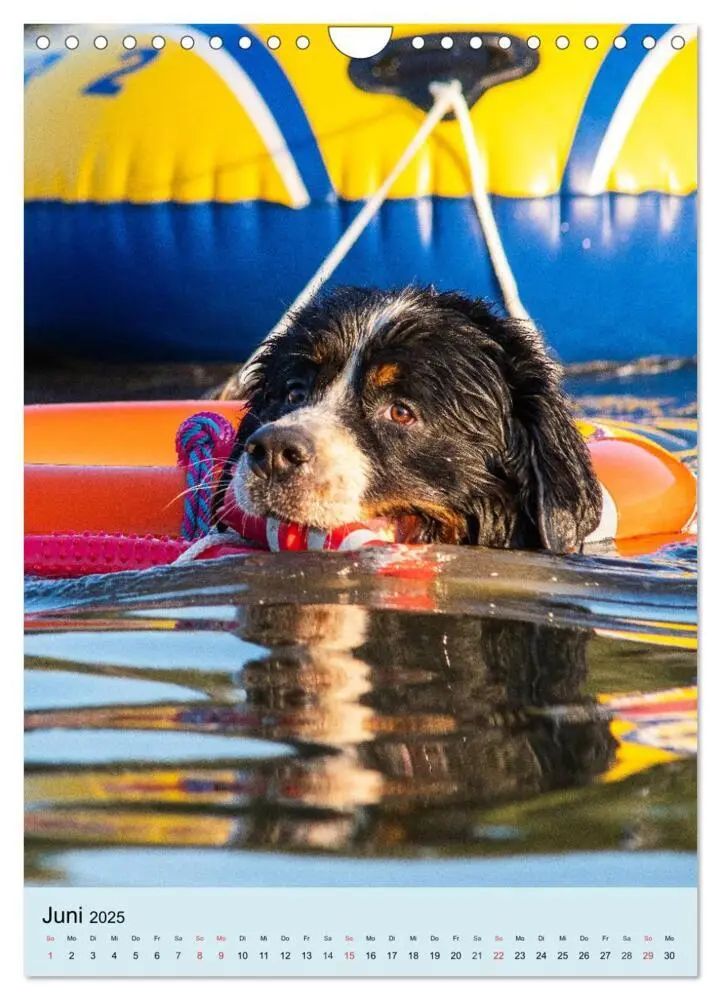 Bild: 9783435961054 | Berner Sennenhund - stark , schön und liebenswert (Wandkalender...