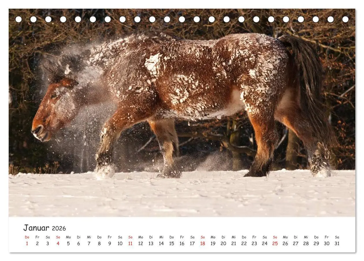 Bild: 9783457981054 | Kaltblut - schwere Pferde mit Herz (Tischkalender 2026 DIN A5...