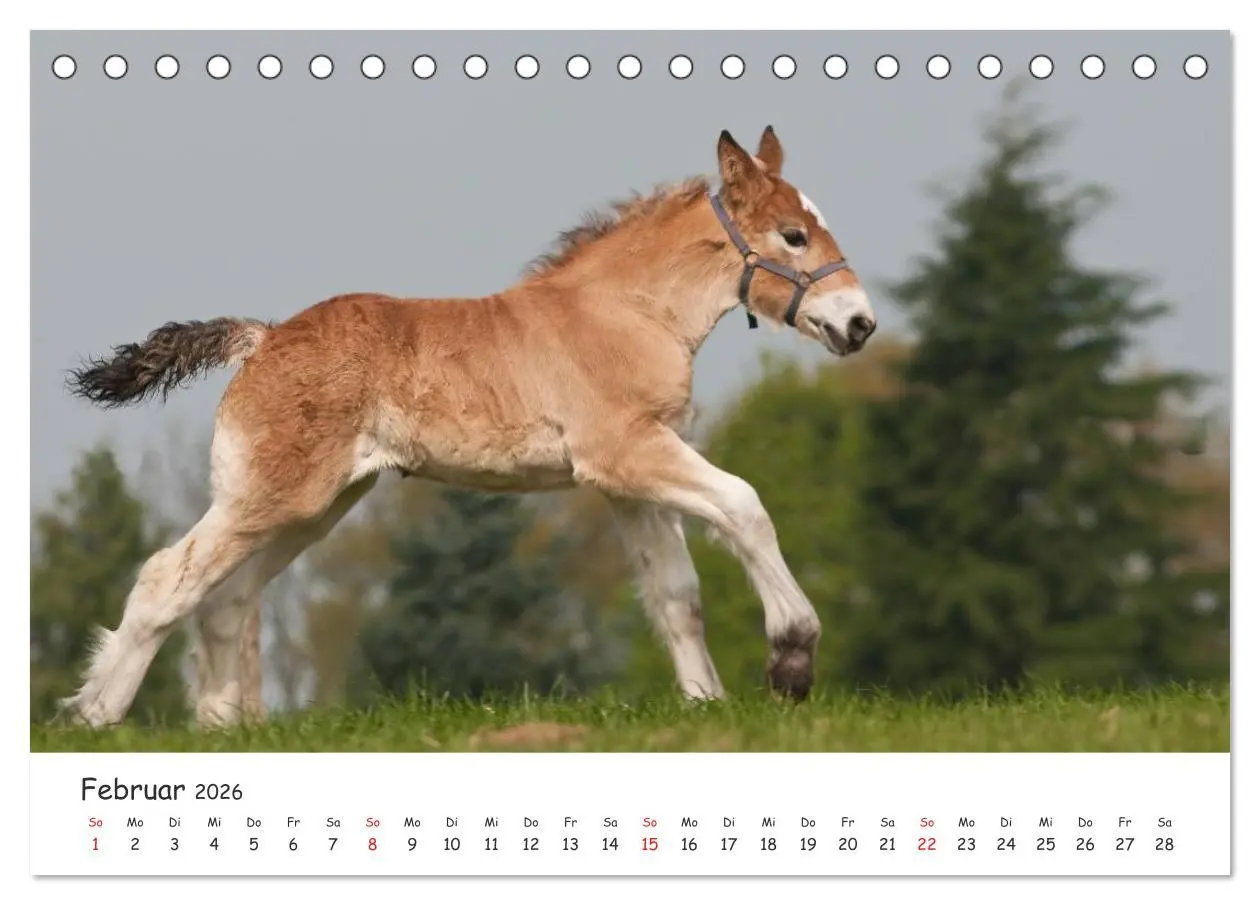Bild: 9783457981054 | Kaltblut - schwere Pferde mit Herz (Tischkalender 2026 DIN A5...
