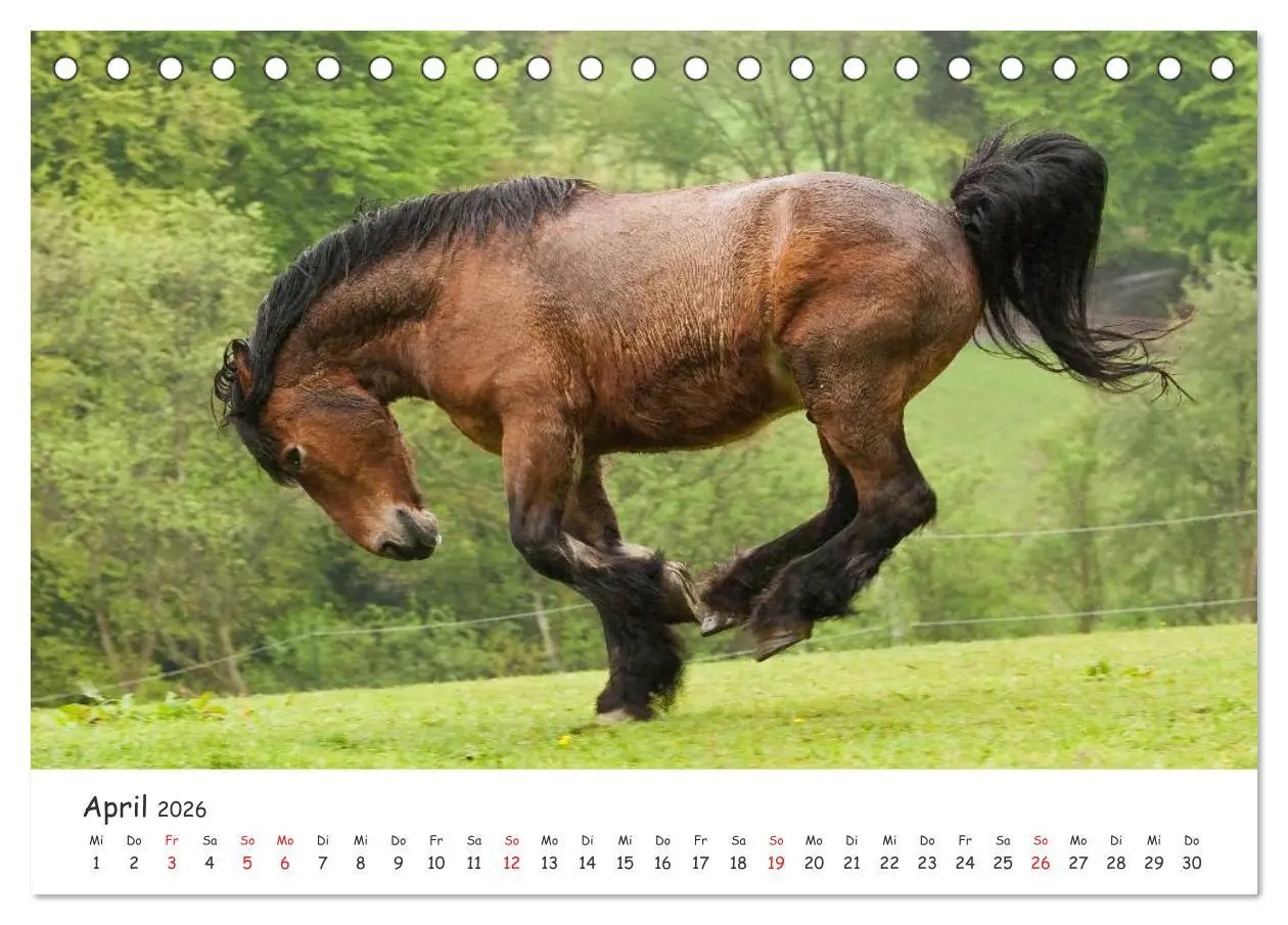 Bild: 9783457981054 | Kaltblut - schwere Pferde mit Herz (Tischkalender 2026 DIN A5...