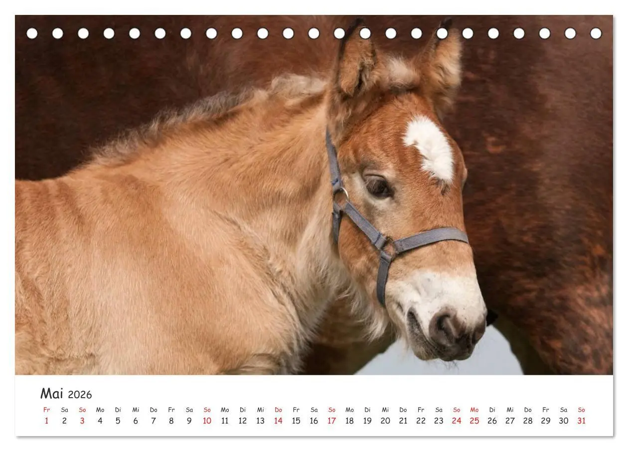Bild: 9783457981054 | Kaltblut - schwere Pferde mit Herz (Tischkalender 2026 DIN A5...