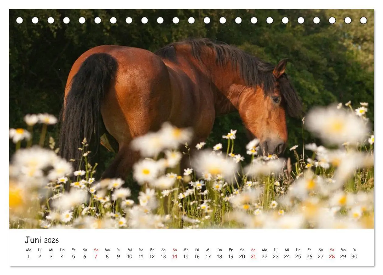 Bild: 9783457981054 | Kaltblut - schwere Pferde mit Herz (Tischkalender 2026 DIN A5...