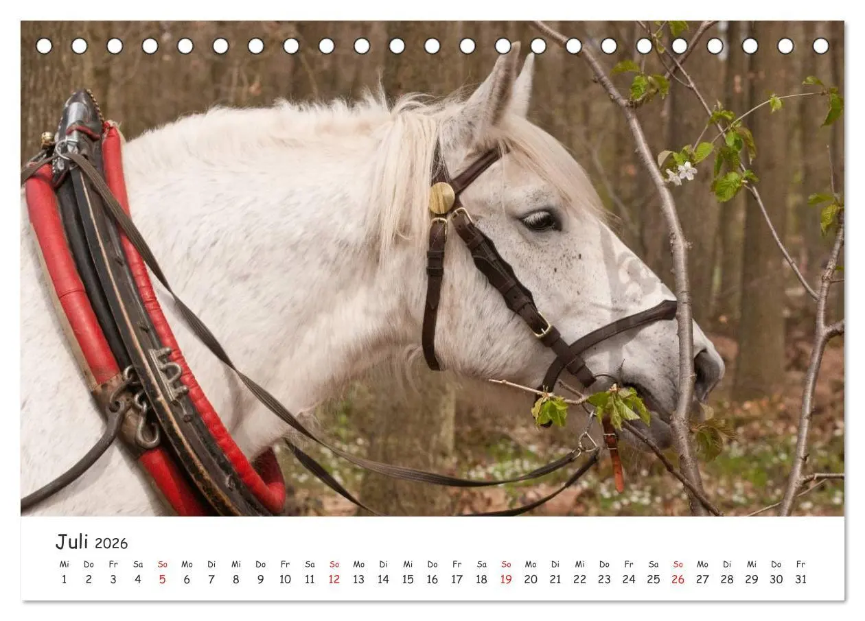 Bild: 9783457981054 | Kaltblut - schwere Pferde mit Herz (Tischkalender 2026 DIN A5...