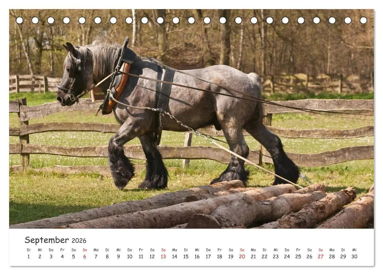 Bild: 9783457981054 | Kaltblut - schwere Pferde mit Herz (Tischkalender 2026 DIN A5...
