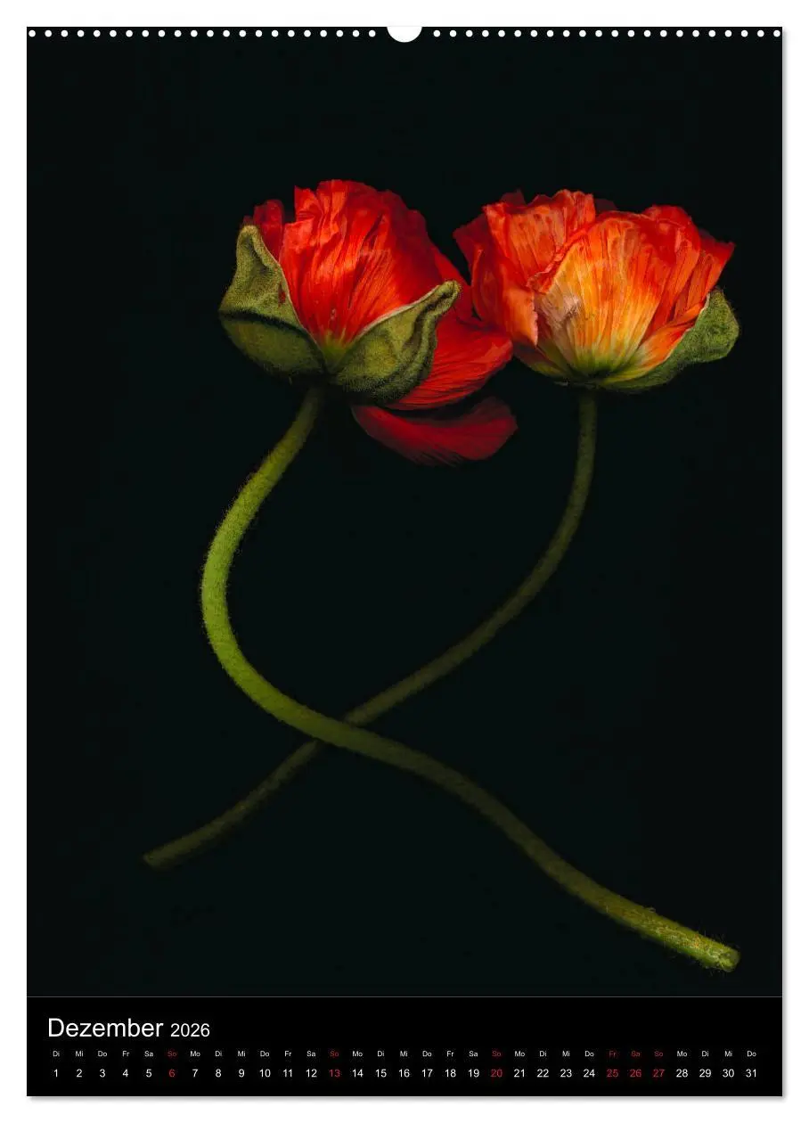 Bild: 9783516371154 | Blumen bei Nacht (hochwertiger Premium Wandkalender 2026 DIN A2...