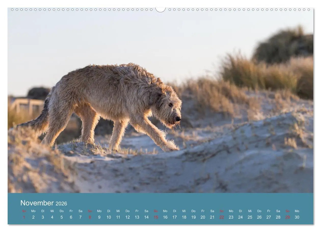 Bild: 9783457891254 | Irische Wolfshunde (Wandkalender 2026 DIN A2 quer), CALVENDO...