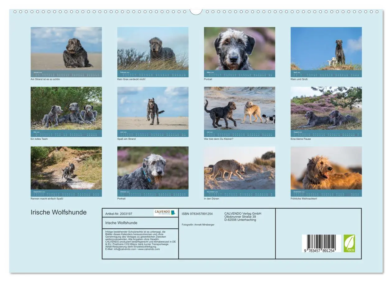 Bild: 9783457891254 | Irische Wolfshunde (Wandkalender 2026 DIN A2 quer), CALVENDO...