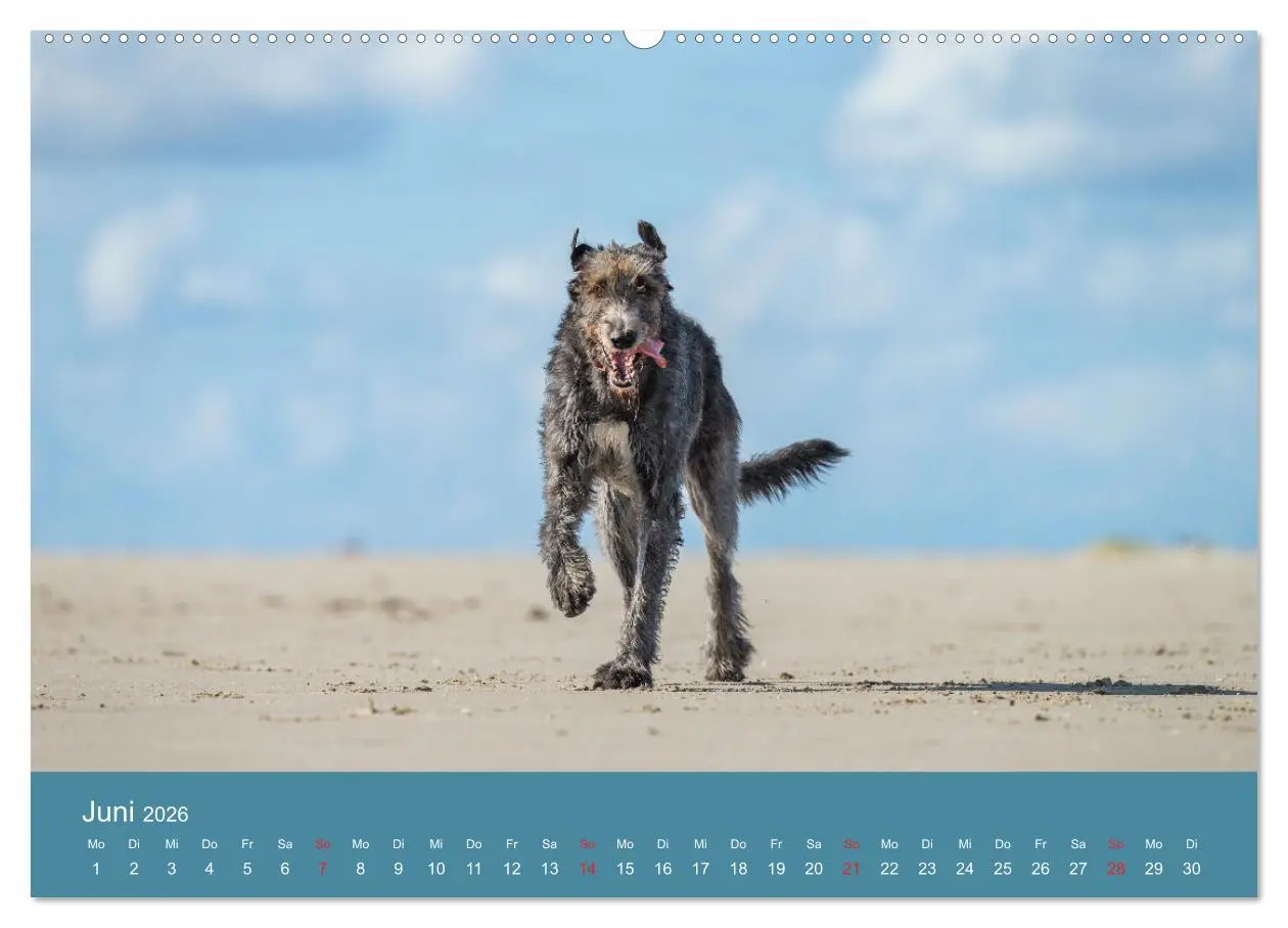 Bild: 9783457891254 | Irische Wolfshunde (Wandkalender 2026 DIN A2 quer), CALVENDO...