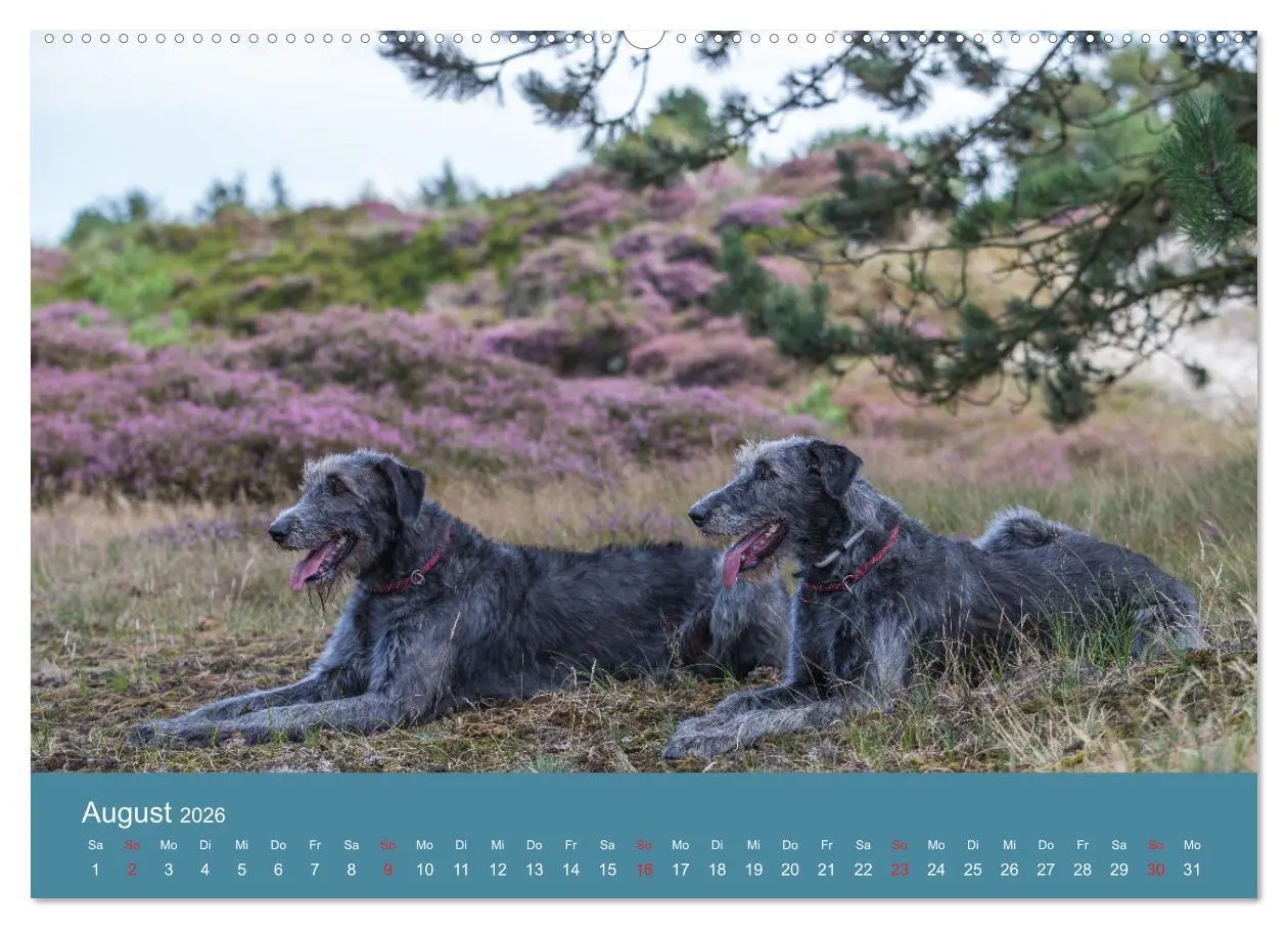 Bild: 9783457891254 | Irische Wolfshunde (Wandkalender 2026 DIN A2 quer), CALVENDO...