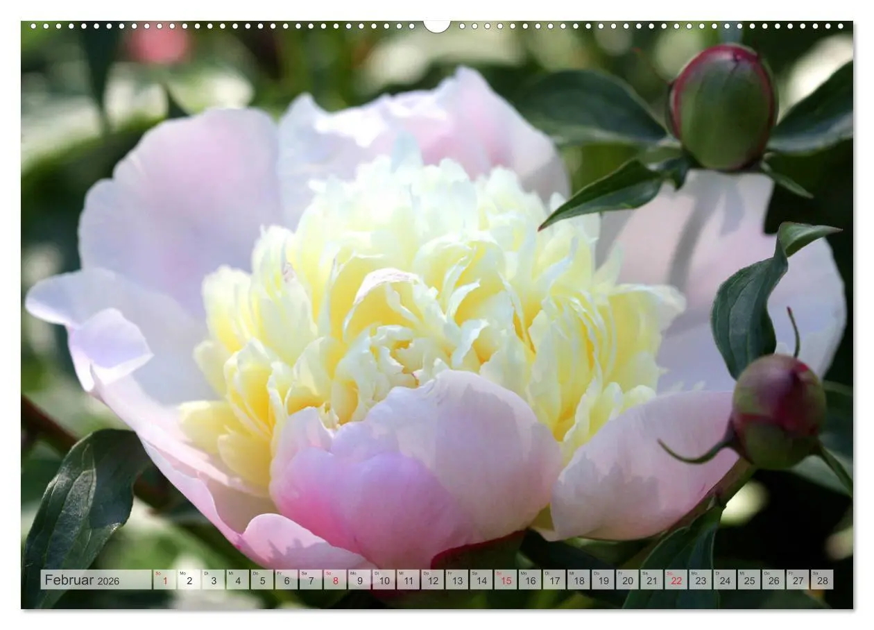 Bild: 9783457931554 | PFINGSTROSEN Rosen ohne Dornen (Wandkalender 2026 DIN A2 quer),...