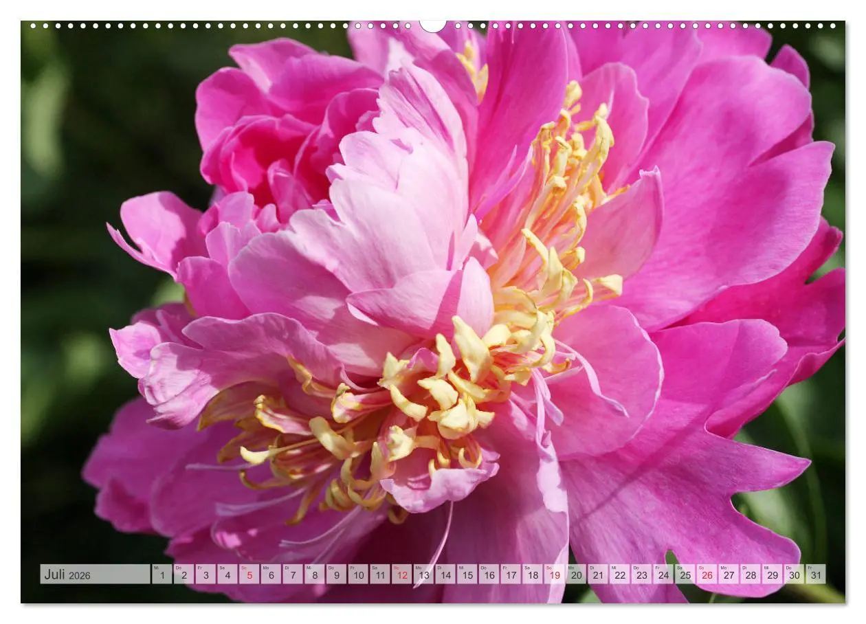 Bild: 9783457931554 | PFINGSTROSEN Rosen ohne Dornen (Wandkalender 2026 DIN A2 quer),...