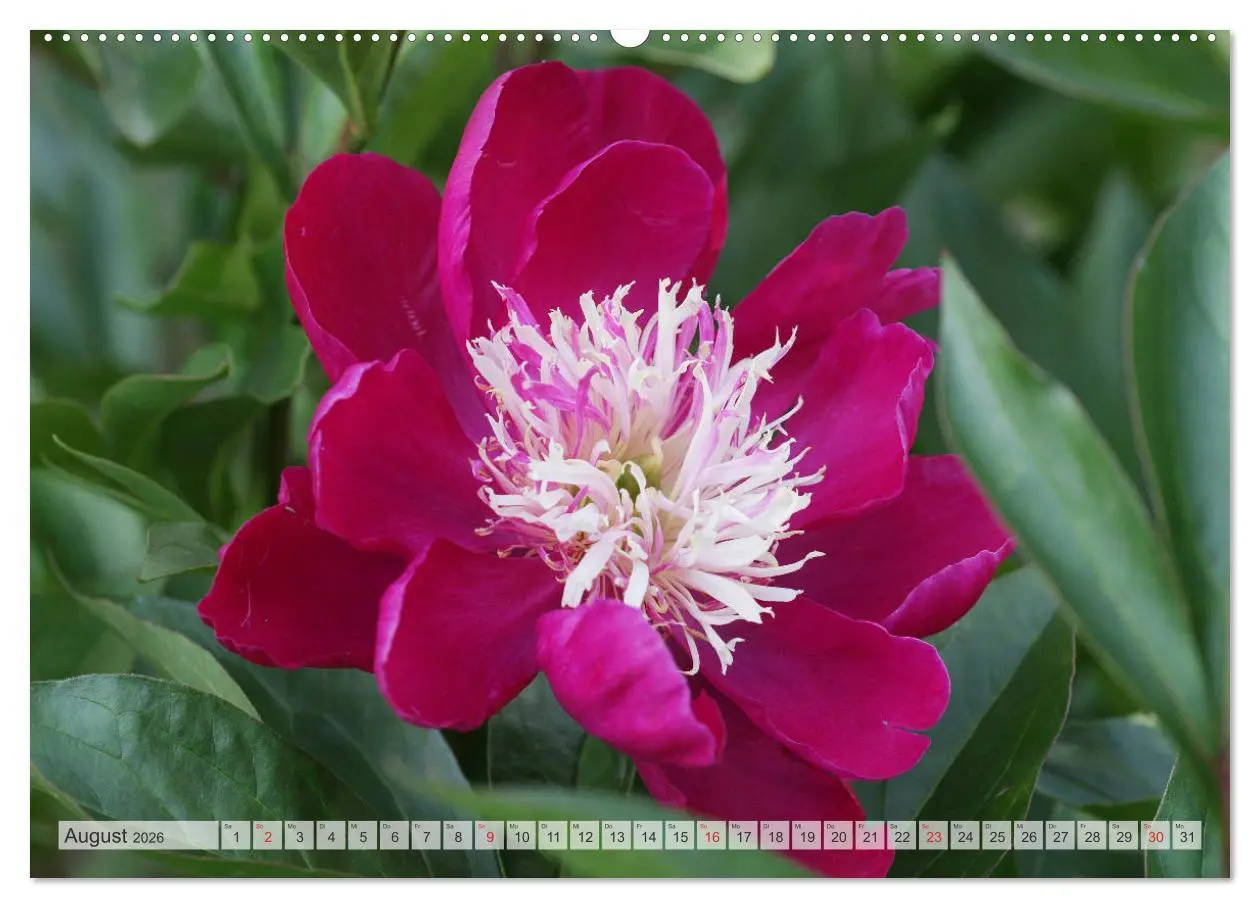 Bild: 9783457931554 | PFINGSTROSEN Rosen ohne Dornen (Wandkalender 2026 DIN A2 quer),...