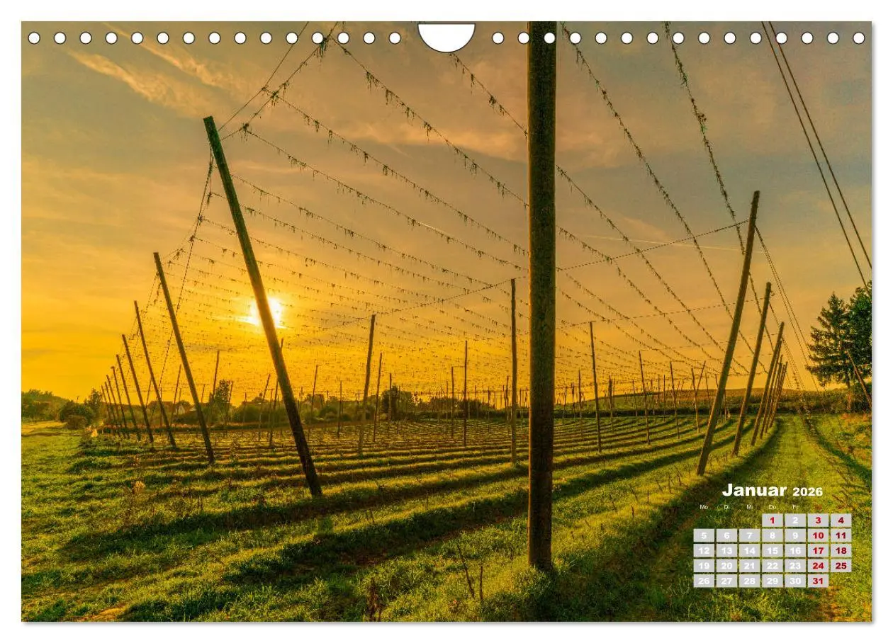 Bild: 9783457781654 | Hopfenland Holledau (Wandkalender 2026 DIN A4 quer), CALVENDO...