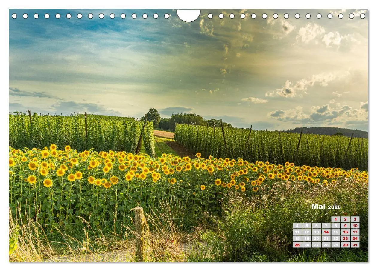 Bild: 9783457781654 | Hopfenland Holledau (Wandkalender 2026 DIN A4 quer), CALVENDO...