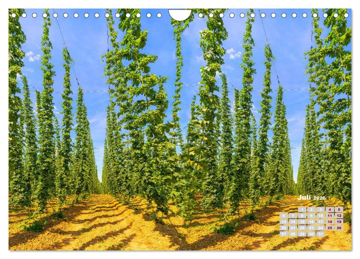 Bild: 9783457781654 | Hopfenland Holledau (Wandkalender 2026 DIN A4 quer), CALVENDO...
