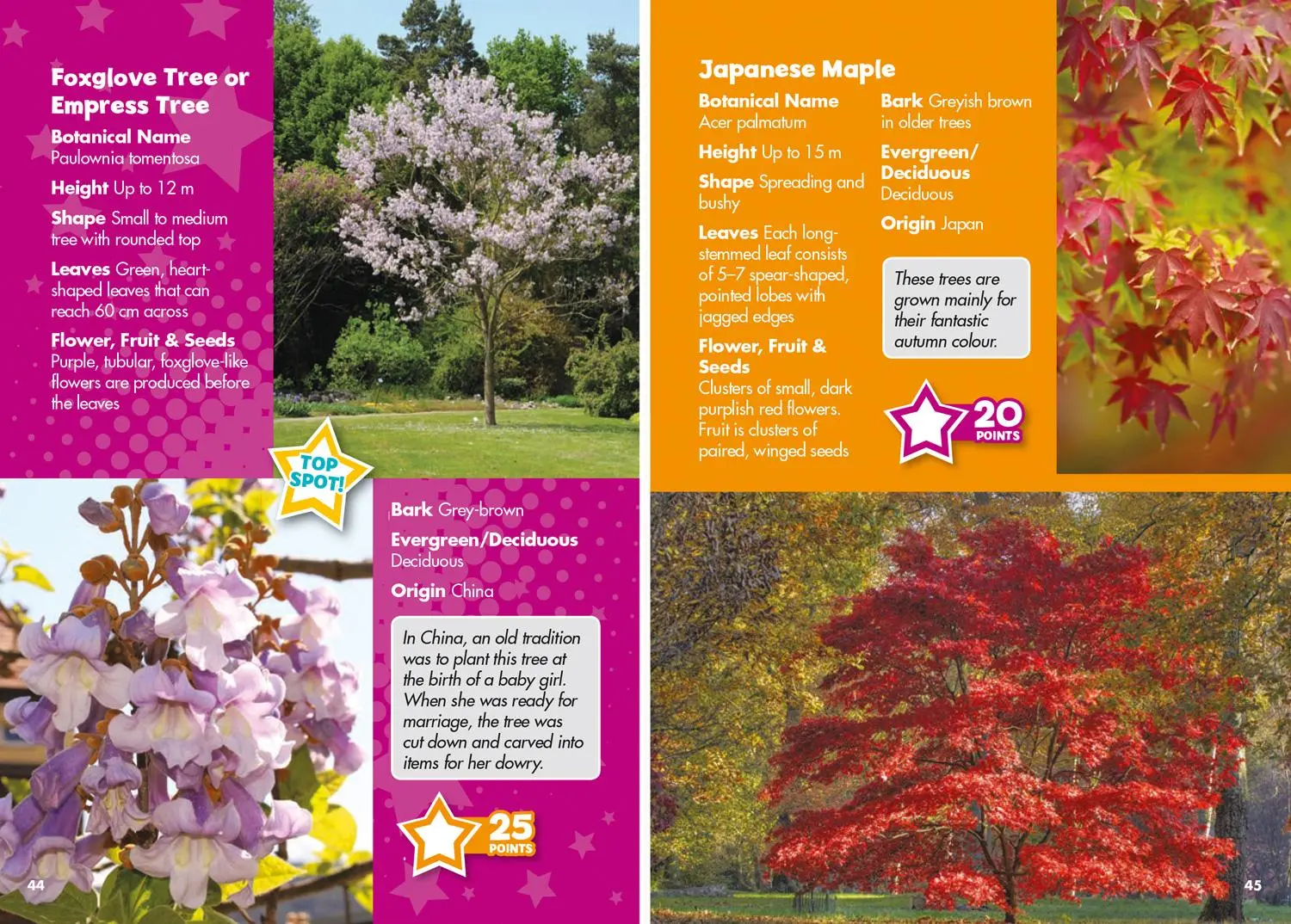 Bild: 9780008431754 | i-SPY Trees | Spy it! Score it! | I-Spy | Taschenbuch | Englisch