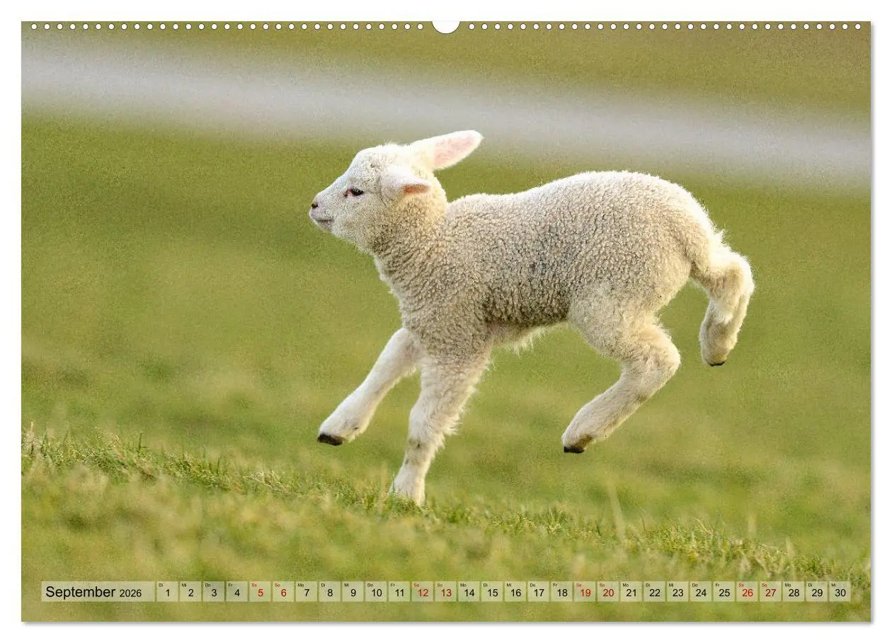 Bild: 9783457691854 | Springende Lämmer: Lebensfreude pur (hochwertiger Premium...