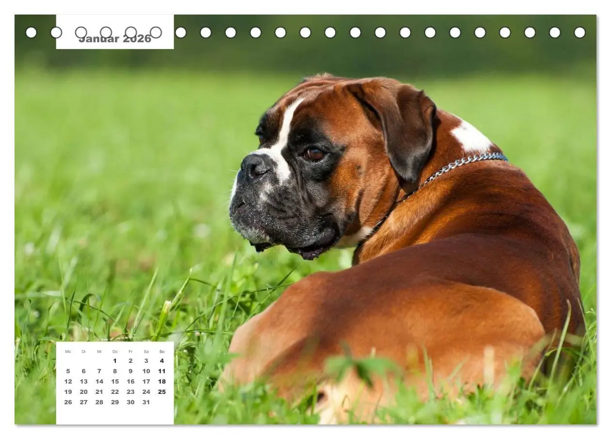 Bild: 9783516161854 | Rassehunde (Tischkalender 2026 DIN A5 quer), CALVENDO Monatskalender