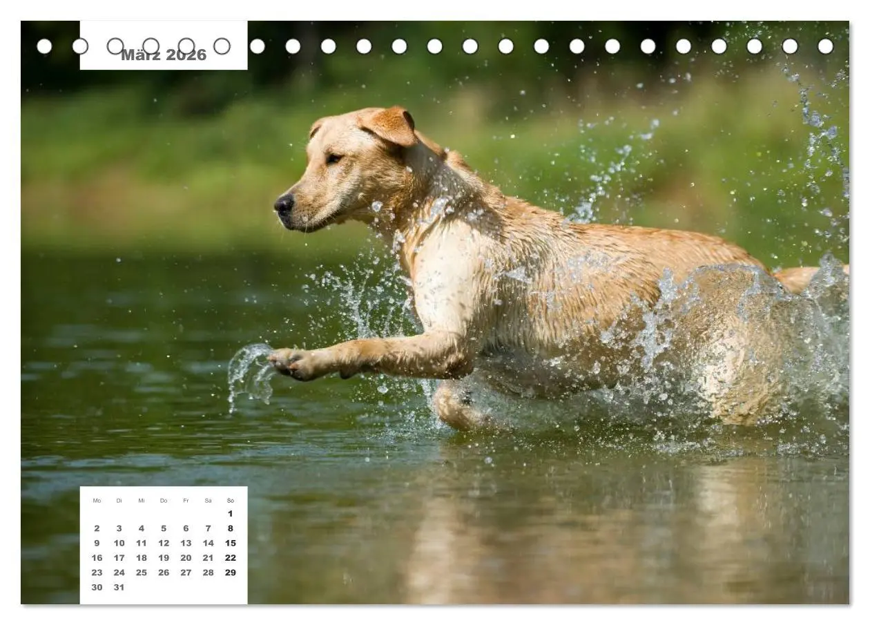 Bild: 9783516161854 | Rassehunde (Tischkalender 2026 DIN A5 quer), CALVENDO Monatskalender