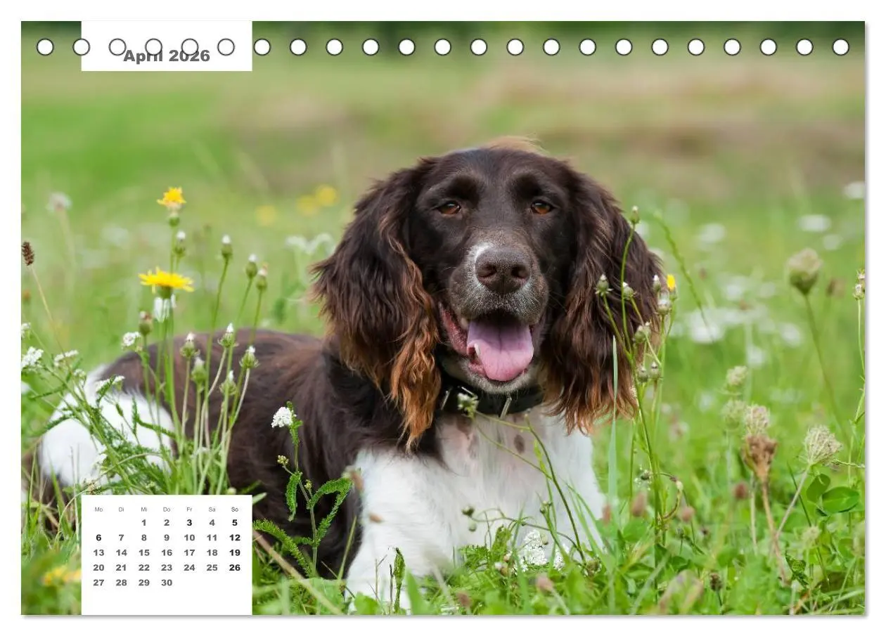 Bild: 9783516161854 | Rassehunde (Tischkalender 2026 DIN A5 quer), CALVENDO Monatskalender