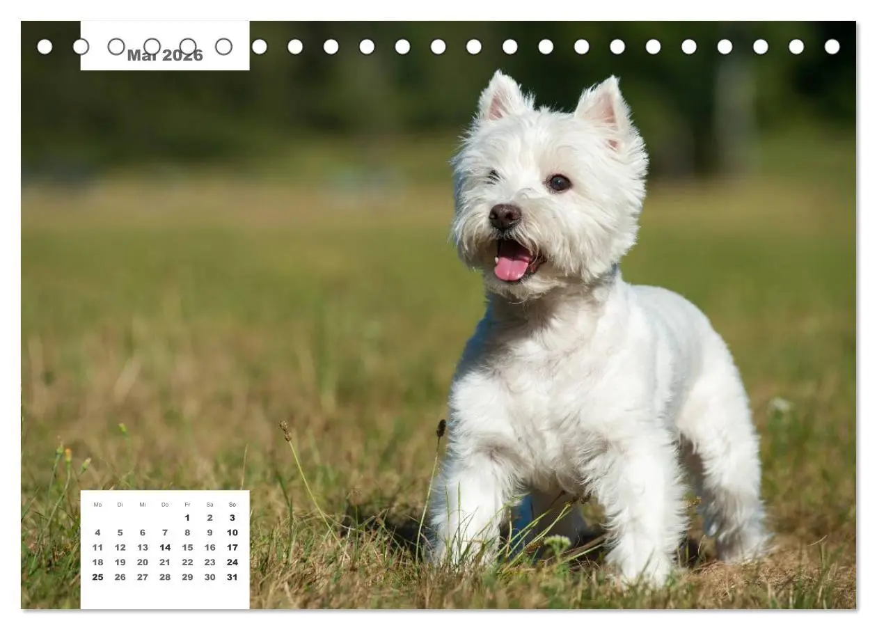 Bild: 9783516161854 | Rassehunde (Tischkalender 2026 DIN A5 quer), CALVENDO Monatskalender