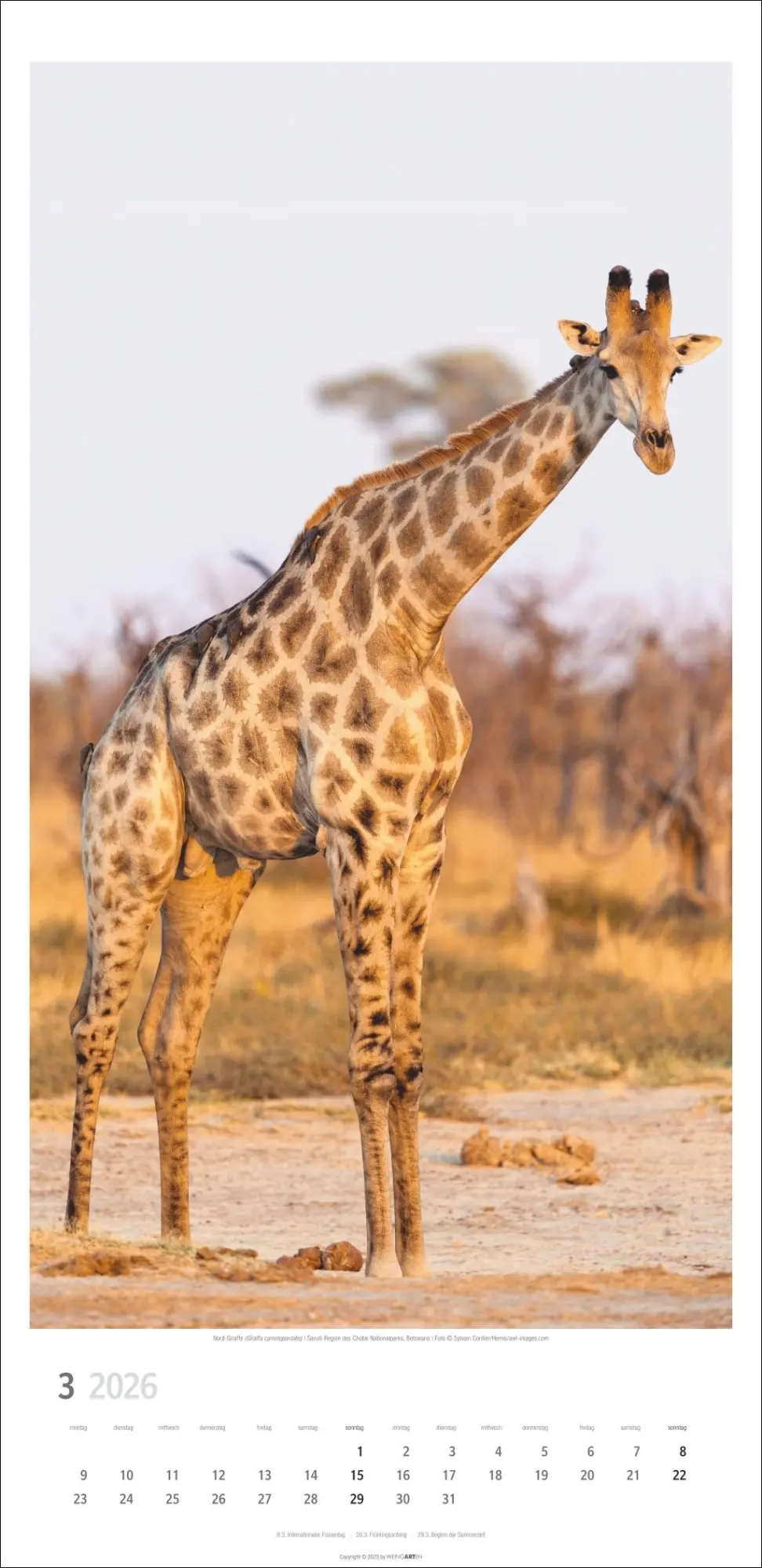 Bild: 9783839901854 | Giraffen Kalender 2026 | Kalender | Spiralbindung | 14 S. | Deutsch