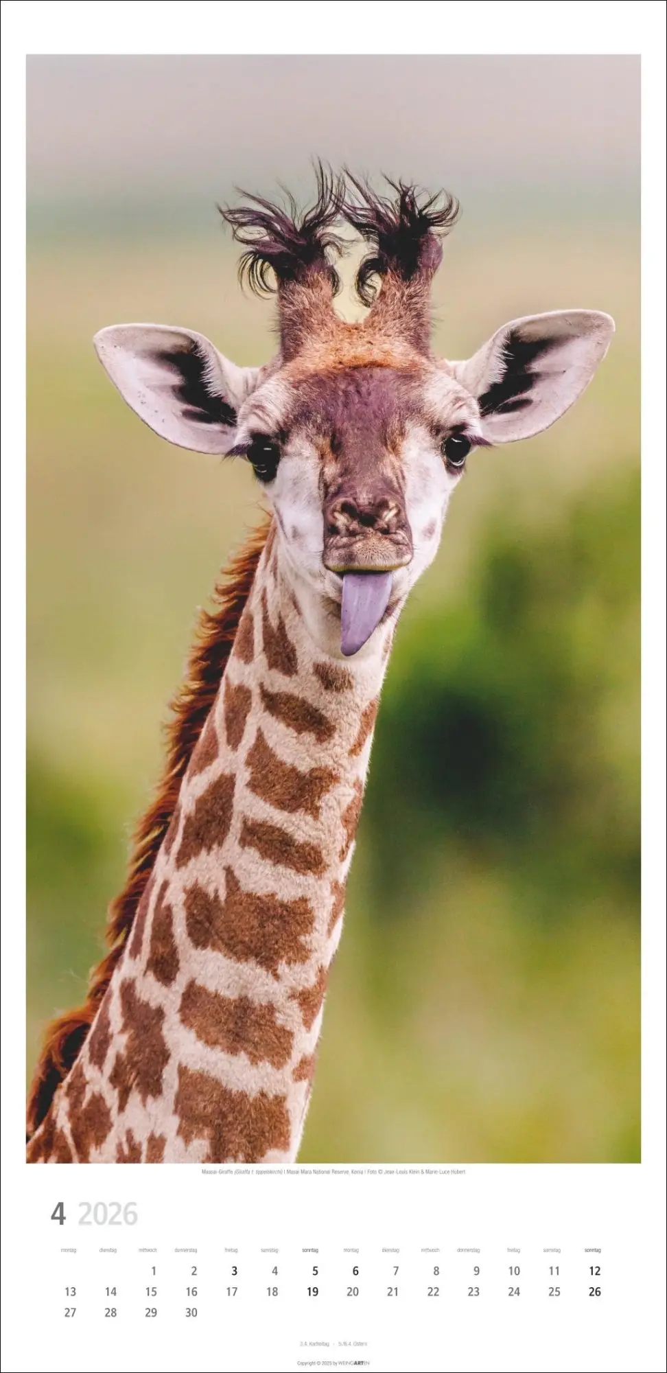Bild: 9783839901854 | Giraffen Kalender 2026 | Kalender | Spiralbindung | 14 S. | Deutsch