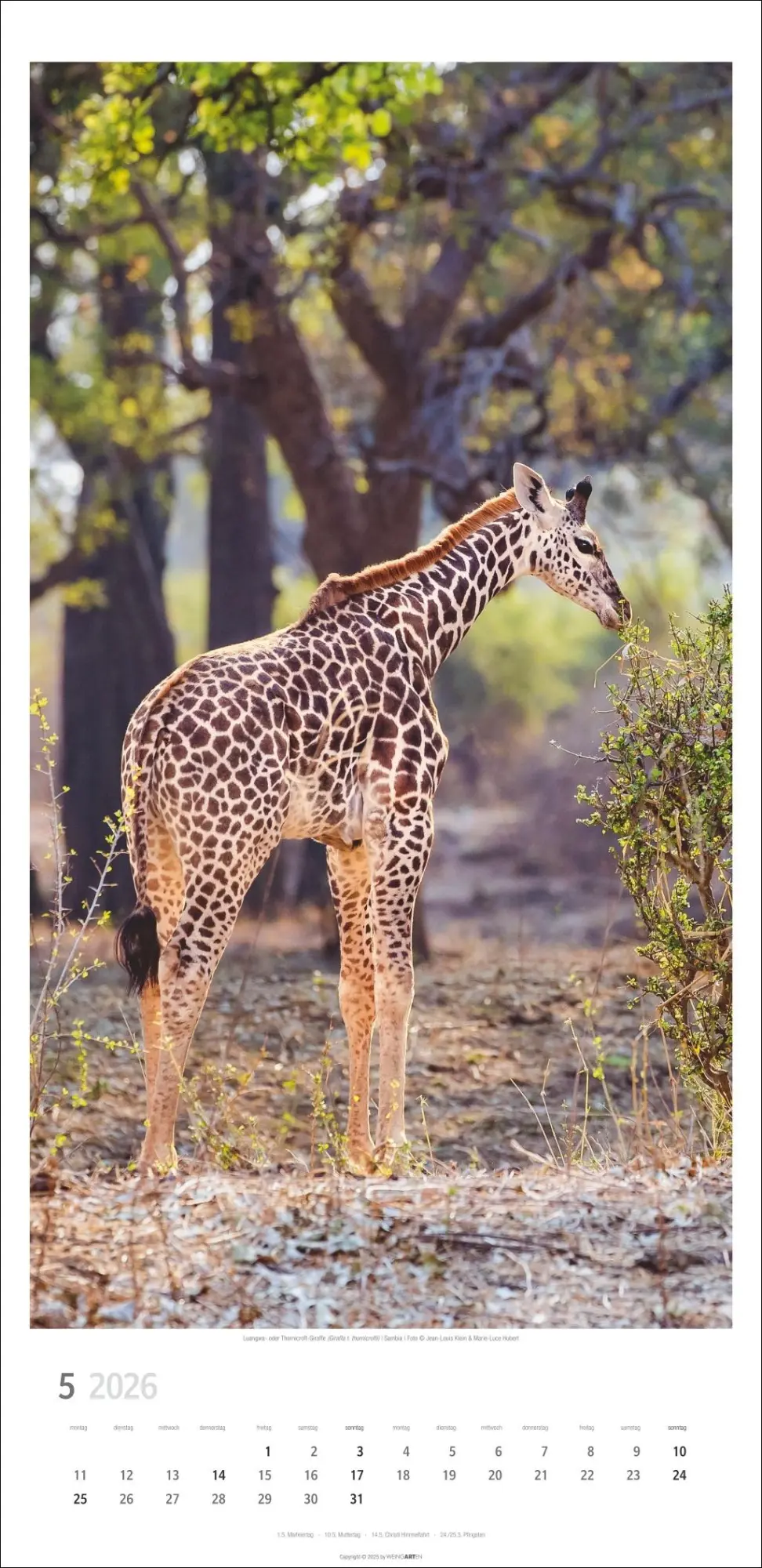 Bild: 9783839901854 | Giraffen Kalender 2026 | Kalender | Spiralbindung | 14 S. | Deutsch