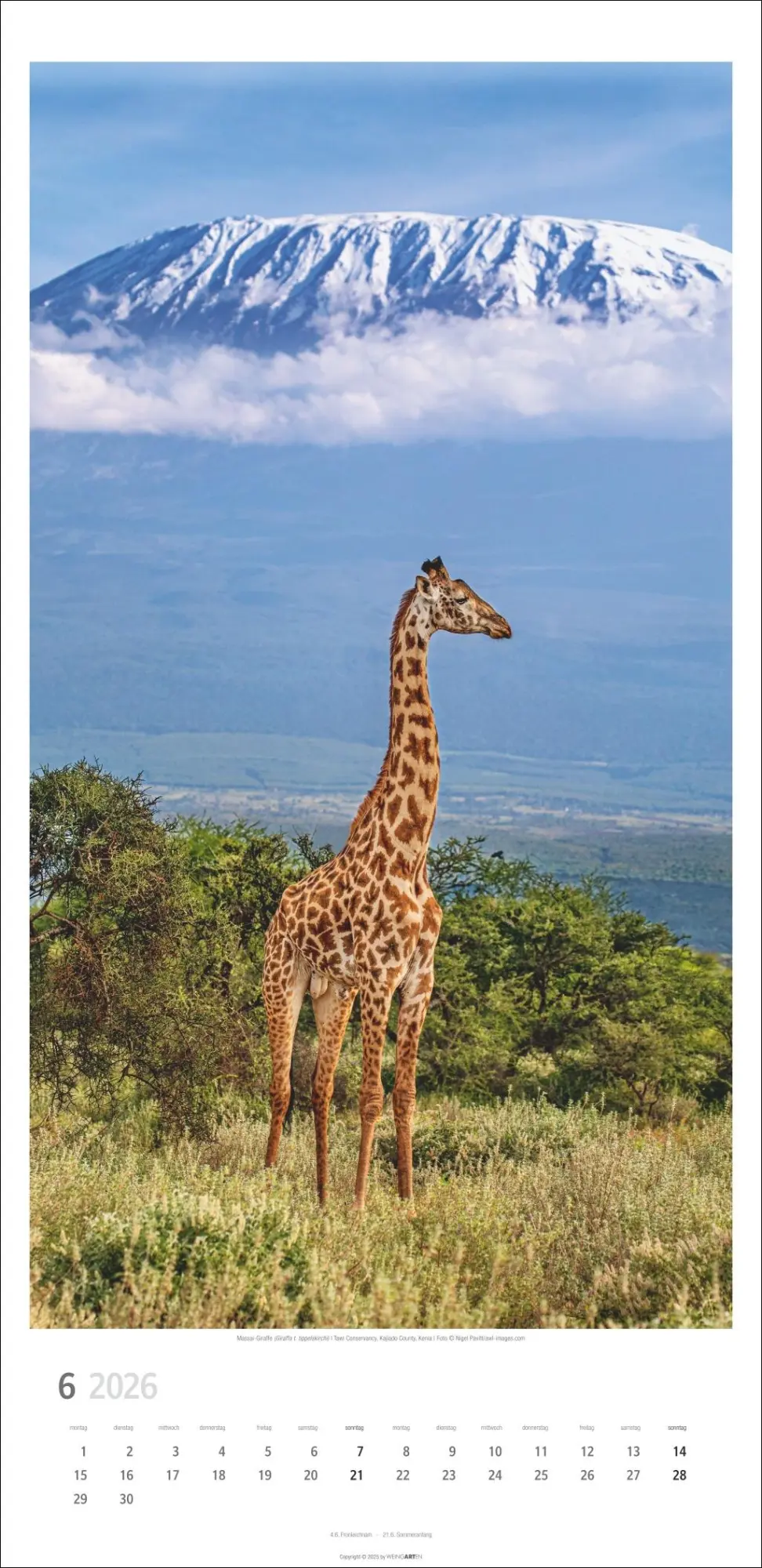 Bild: 9783839901854 | Giraffen Kalender 2026 | Kalender | Spiralbindung | 14 S. | Deutsch