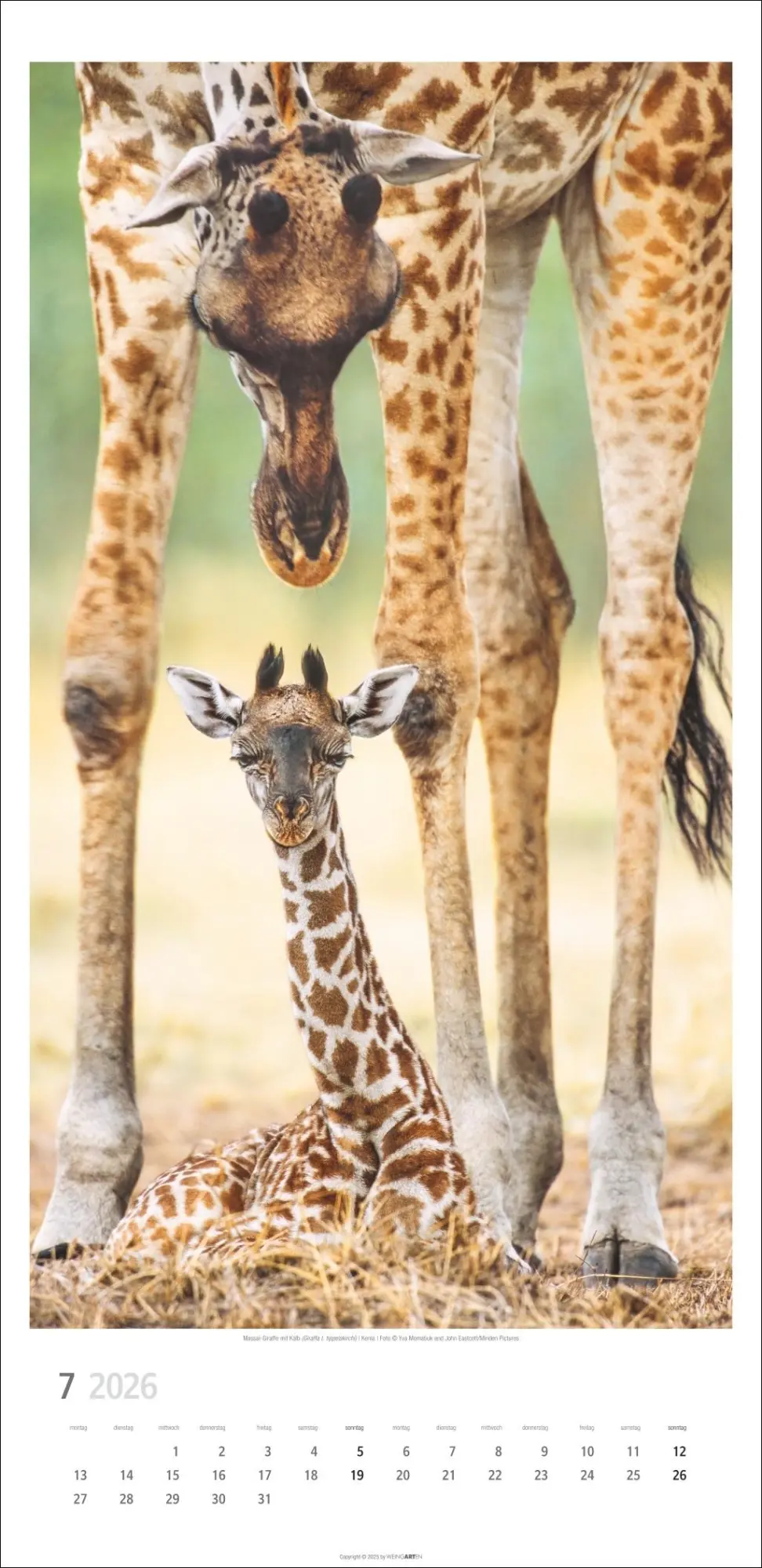 Bild: 9783839901854 | Giraffen Kalender 2026 | Kalender | Spiralbindung | 14 S. | Deutsch