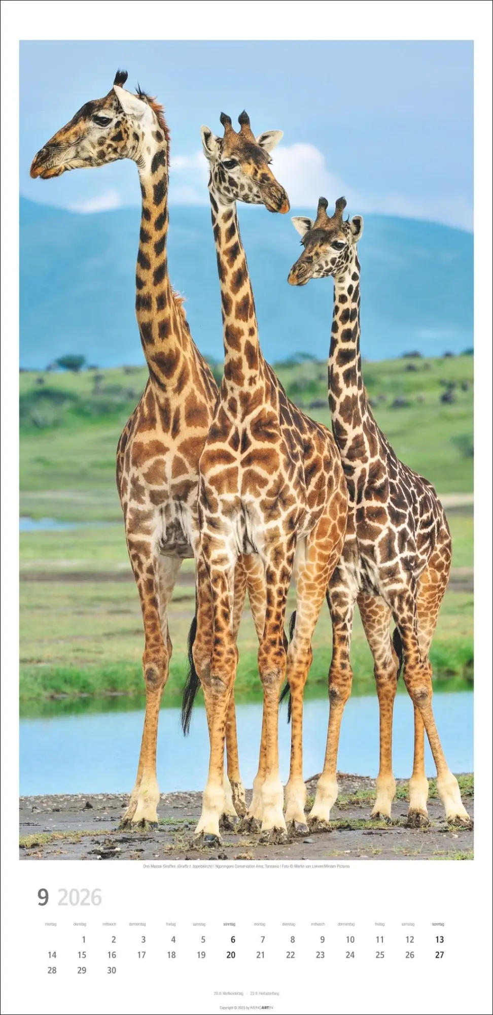 Bild: 9783839901854 | Giraffen Kalender 2026 | Kalender | Spiralbindung | 14 S. | Deutsch