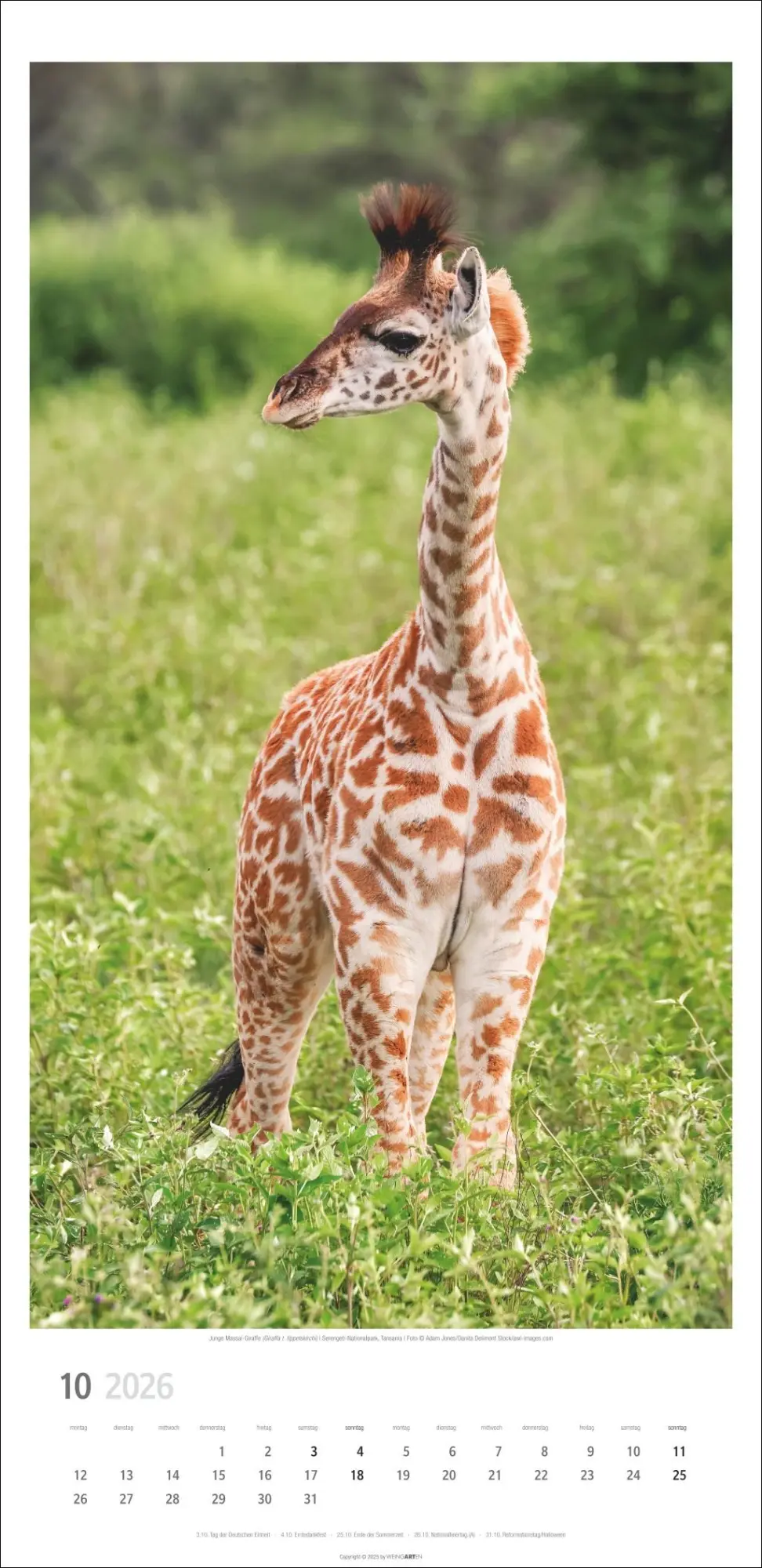 Bild: 9783839901854 | Giraffen Kalender 2026 | Kalender | Spiralbindung | 14 S. | Deutsch