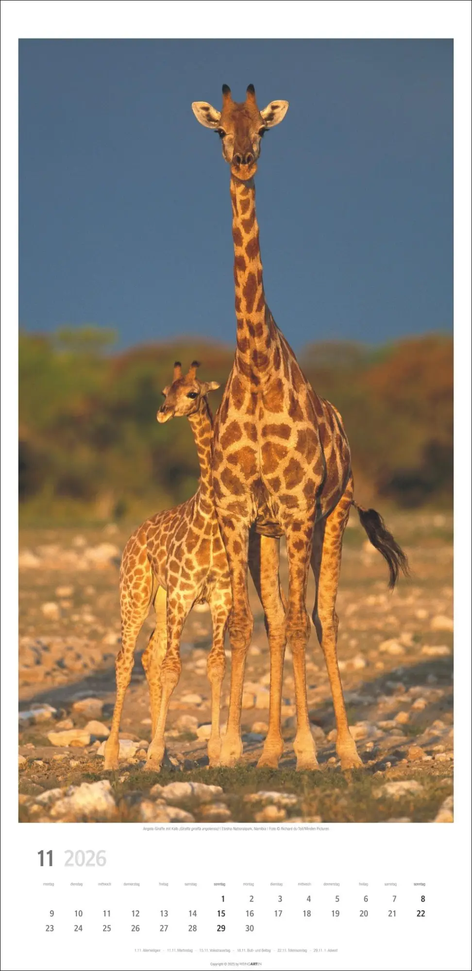 Bild: 9783839901854 | Giraffen Kalender 2026 | Kalender | Spiralbindung | 14 S. | Deutsch
