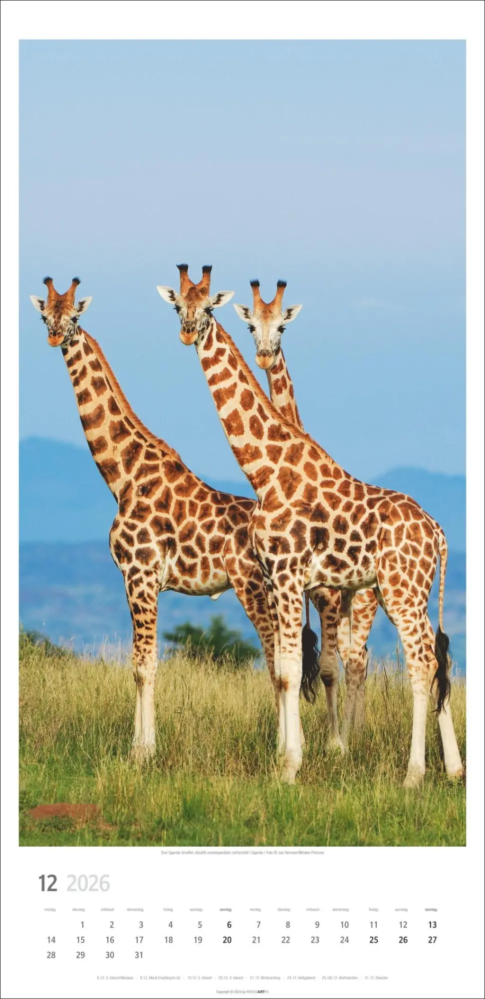 Bild: 9783839901854 | Giraffen Kalender 2026 | Kalender | Spiralbindung | 14 S. | Deutsch