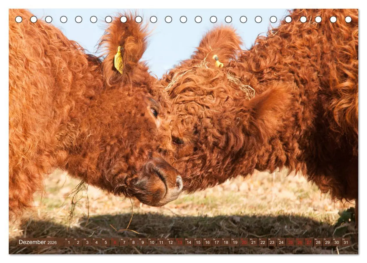 Bild: 9783457751954 | Schöne Schotten - Galloway im Porträt (Tischkalender 2026 DIN A5...
