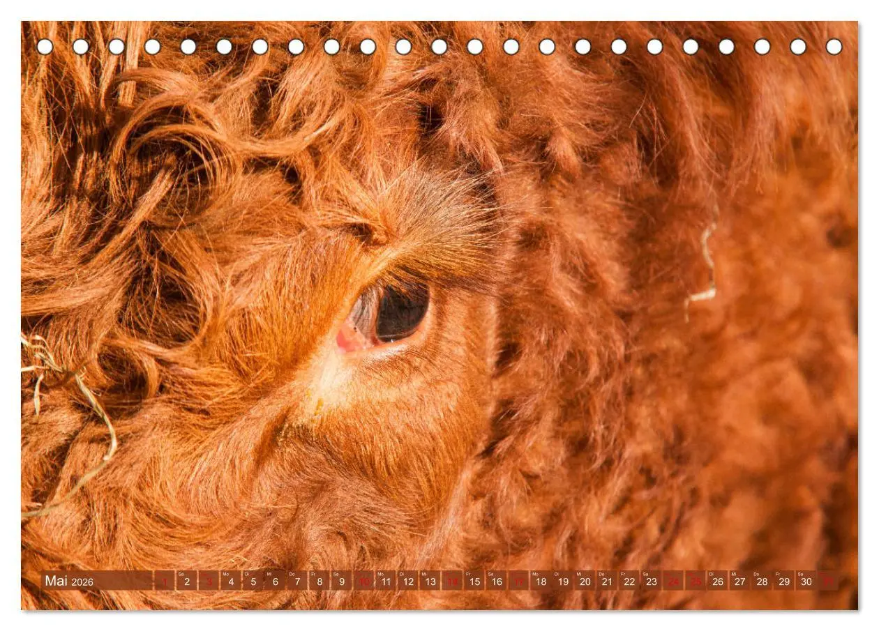 Bild: 9783457751954 | Schöne Schotten - Galloway im Porträt (Tischkalender 2026 DIN A5...