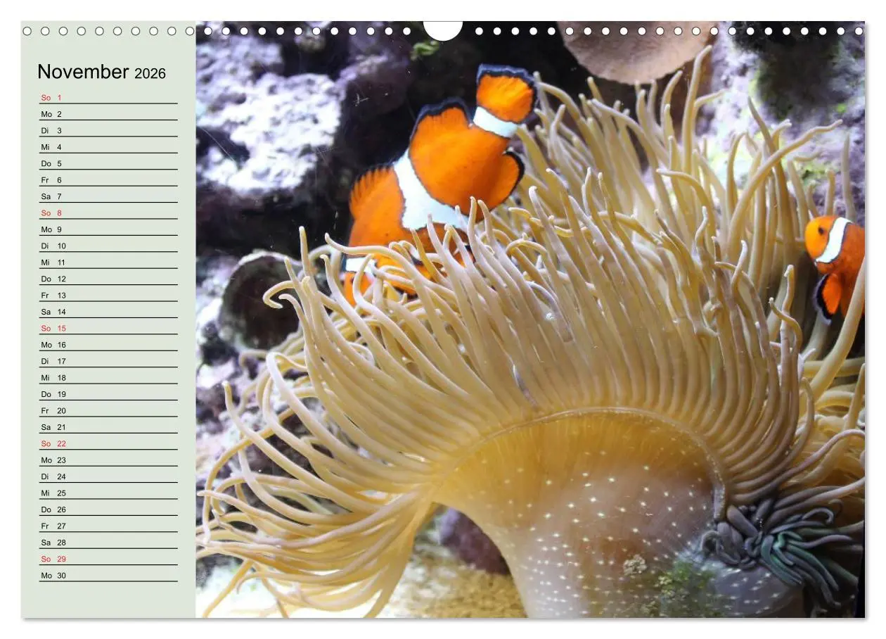 Bild: 9783457991954 | Knallbunte Wasserwelt. Die Welt der Fische (Wandkalender 2026 DIN...
