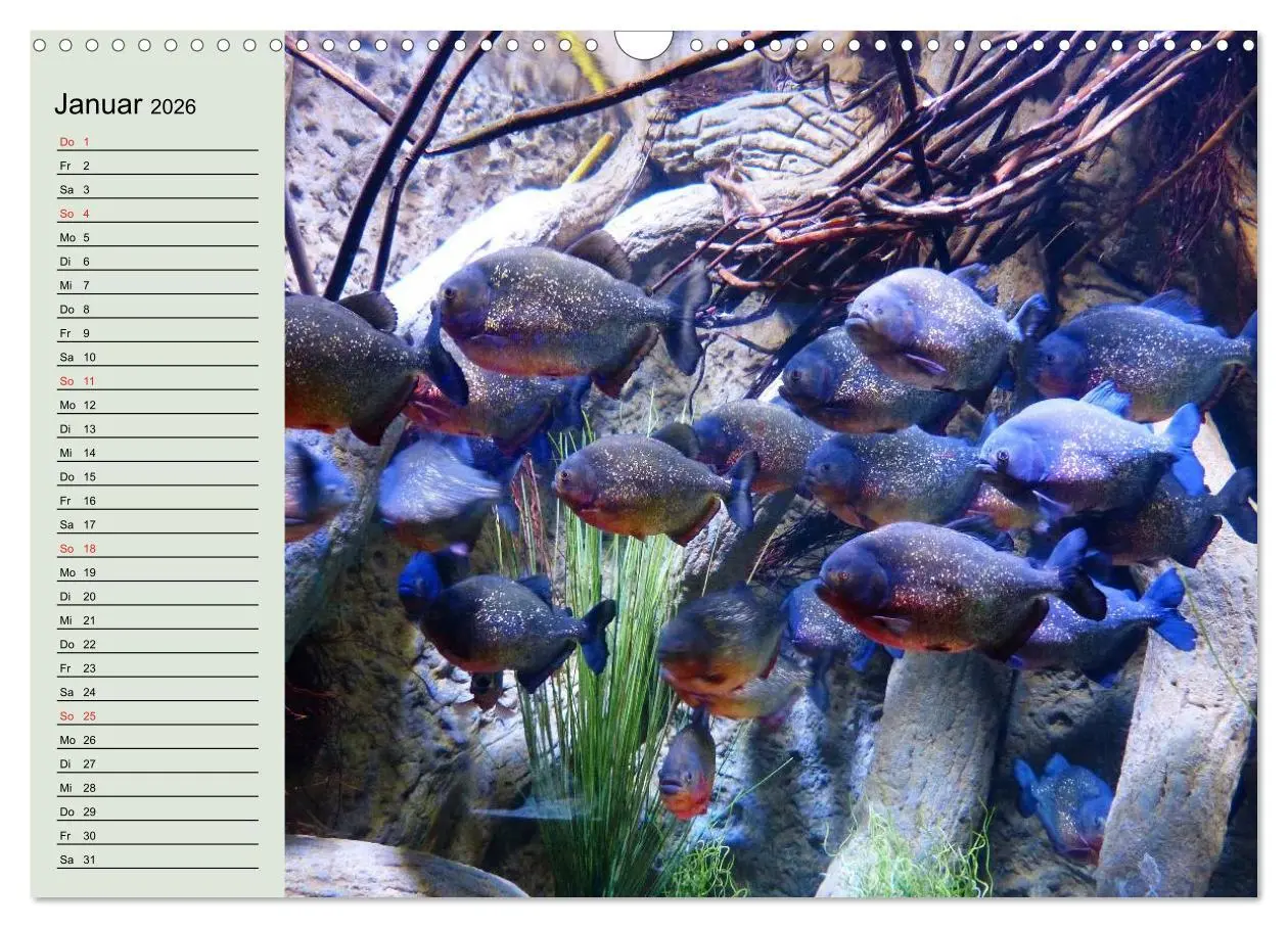 Bild: 9783457991954 | Knallbunte Wasserwelt. Die Welt der Fische (Wandkalender 2026 DIN...