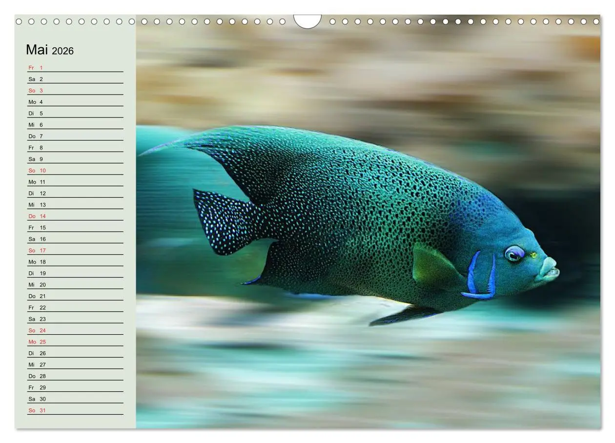 Bild: 9783457991954 | Knallbunte Wasserwelt. Die Welt der Fische (Wandkalender 2026 DIN...