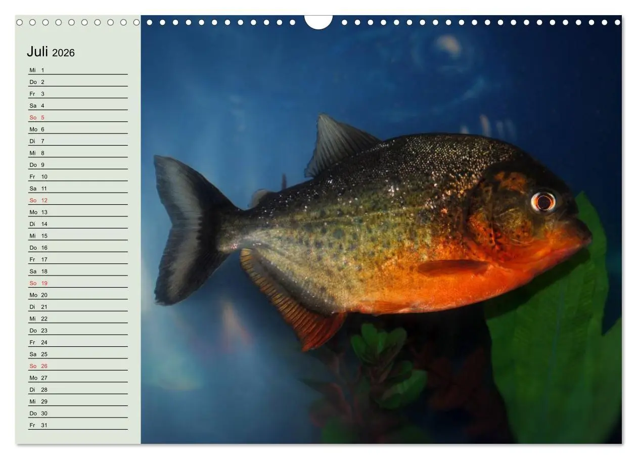Bild: 9783457991954 | Knallbunte Wasserwelt. Die Welt der Fische (Wandkalender 2026 DIN...