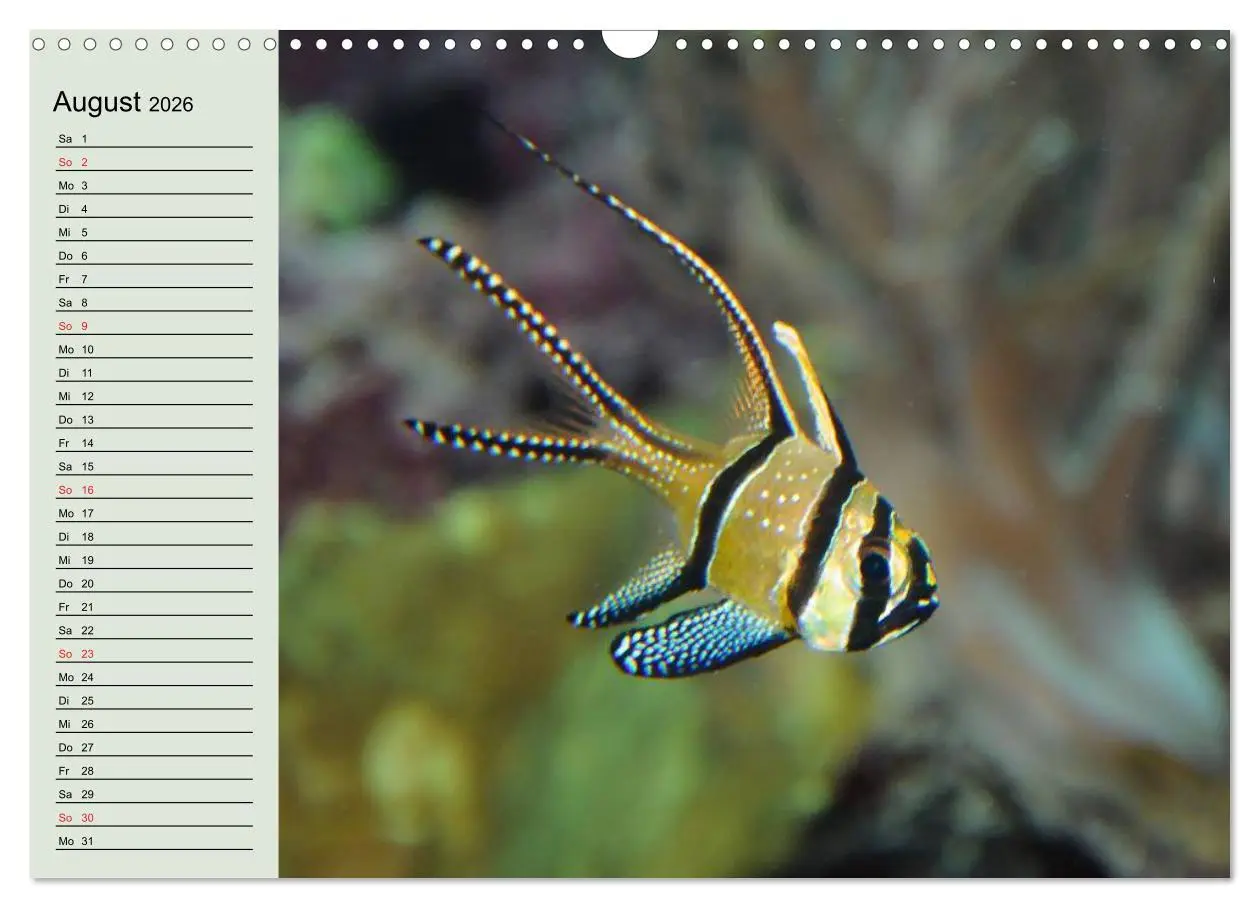 Bild: 9783457991954 | Knallbunte Wasserwelt. Die Welt der Fische (Wandkalender 2026 DIN...