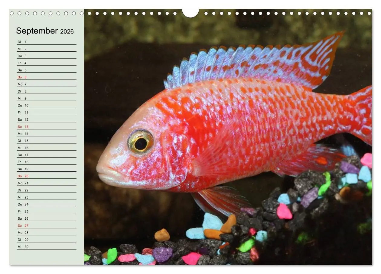Bild: 9783457991954 | Knallbunte Wasserwelt. Die Welt der Fische (Wandkalender 2026 DIN...