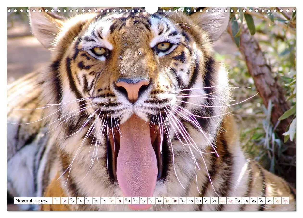 Bild: 9783435312054 | TIGER IMPRESSIONEN Gestreifte Seltenheit auf unserer Erde...